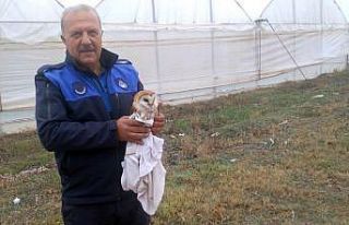 Sulama havuzuna düşen peçeli baykuşu kurtarıldı