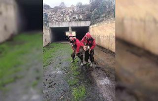 Sulama kanalına düşen karaca yavrusu kurtarıldı