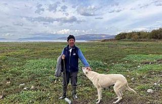 Suları çekilen İznik Gölü’nde artık koyunlar...