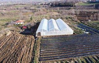 Tekkeköy’den çiftçiye sera desteği