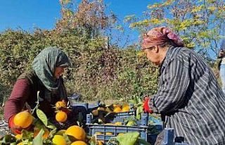 Tescilli portakalda hasat başladı