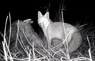 Tilkinin post mücadelesi fotokapana yansıdı