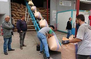 TMO’nun fındık alımları 31 Aralık tarihine...