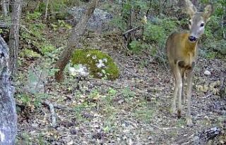 Tokat’ta vahşi yaşam fotokapana yansıdı