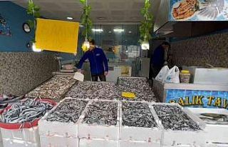Türkiye’de bugün en ucuz hamsi Rize’de satılıyor