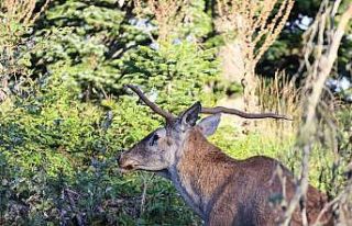 Türkiye’nin en şansız geyiği görüntülendi,...
