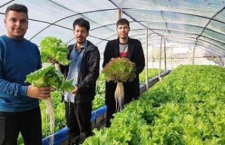 Üç genç kurdukları serada topraksız tarım yapıyor