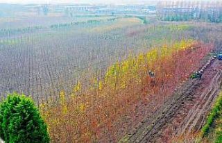 Üretilen on binlerce fidanla şehir yeşillendiriliyor