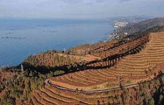 Uzmanlardan “Doğu Karadeniz için yangın sezonu...