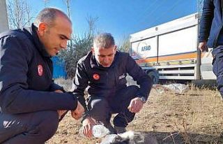 Van’da 20 metrelik kuyuya atılan 2 yavru köpek...
