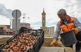 Van’da 54 bin lale soğanı dikildi