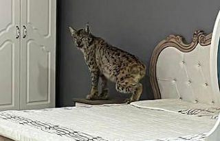 Vaşak mobilya mağazasına girerse...