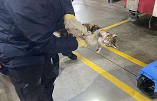 Veteriner kliniğine gitmek istemeyen kedi torpidoda...