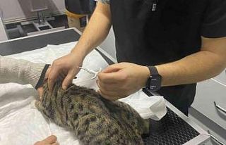 Veteriner kliniklerinde dijital kimlik yoğunluğu