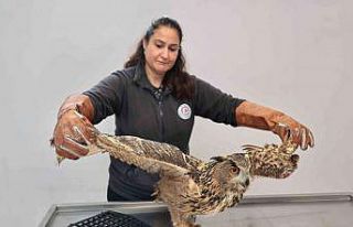 Yaban dostlarına şefkat eli