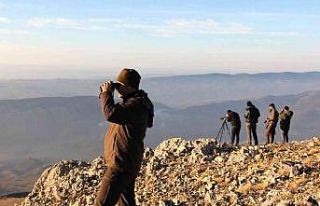 Yaban keçilerinin cinsiyeti, yaşı ve türleri belirleniyor