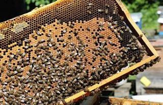 Yalova balı coğrafi işaretle tescillenecek