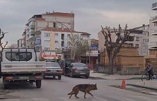 Yalova’da yaya geçidinin kullanan köpek şaşırttı