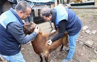 Yangında 8 küçükbaş hayvanı telef olan aileye...