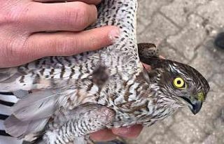 Yaralı atmaca tedavi altına alındı