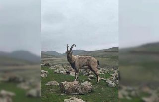 Yaralı dağ keçisi tedavi altına alındı