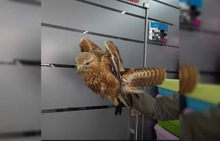 Yaralı halde bulunan kızıl şahin, tedavi altına...