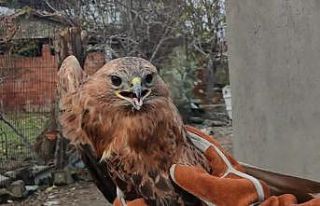 Yaralı halde bulunan şahin tedavi altına alındı