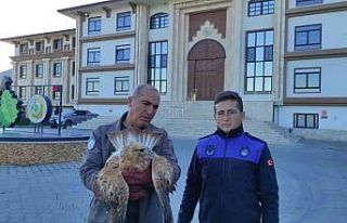 Yaralı kızıl şahin tedavi edildi