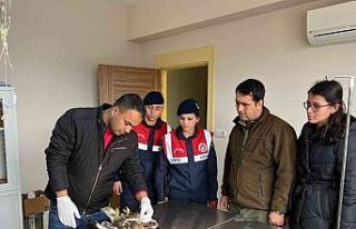 Yaralı şahine jandarma şevkati