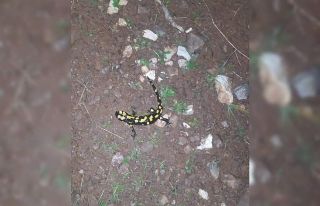 Yaylakonak’ta sarı benekli semender görüldü