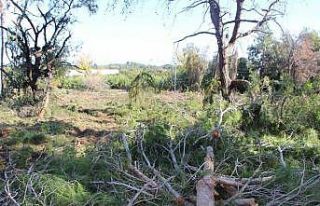 Yeni mezar yeri açmak için ağaçları kesip, eski...