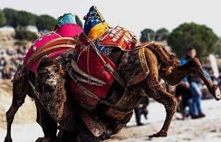 Yeni yılın ilk deve güreşi İncirliova’da yapılacak