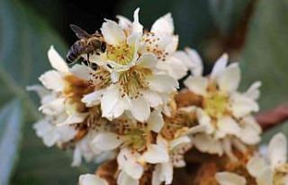 Yenidünya ağaçları çiçek açtı