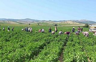 Yenişehir Biberi’ne de tescil belgesi