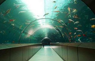 Yıldırım’daki tünel akvaryuma 2022’de 250...