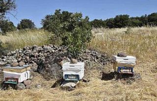 Yunusemre Belediyesi 2023 yılında da bal üreticilerini...