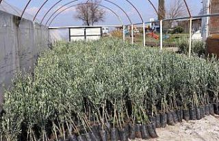 Yunusemre’den çiftçilere önemli duyuru