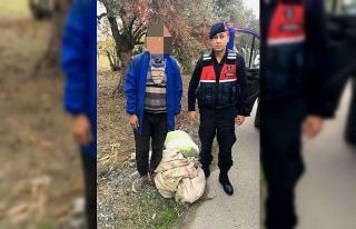 Zeytin hırsızı suçüstü yakalandı