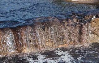 Zeytin sezonu başladı, Köşk Çayı siyaha büründü