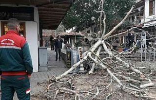 110 yıllık tescilli Çınar devrildi