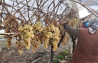2022 yılının son üzümü 2023 yılında kesildi