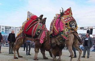 37 yıldır develerin arasında