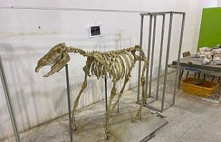 7,5 milyon yıllık tarihi ayaklandırdılar