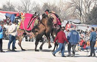 7. Geleneksel Edremit Deve Güreşleri Festivali yapıldı