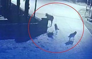 Aç kalan kurtlar mahalleye indi, ineği telef etti