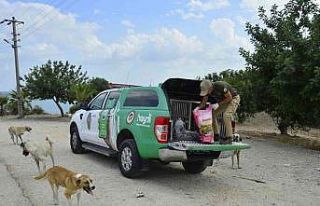 Adana’da 132 yasaklı ırk köpeğe el konuldu