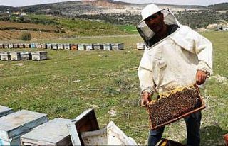 Adana’da bal rekoltesi 12 bin 527’e tona çıktı