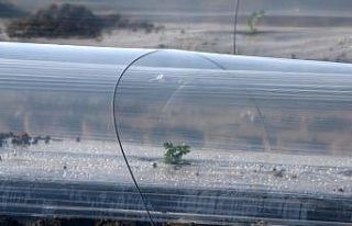 Adana’da erkenci karpuz fideleri toprakla buluştu