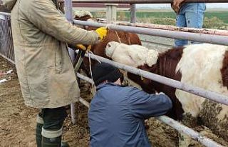 Afyonkarahisar’a ithal getirilen besilik sığırların...