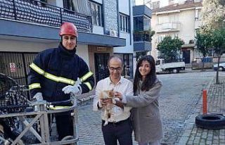 Ağaçta mahsur kalan kedinin imdadına itfaiye ekipleri...